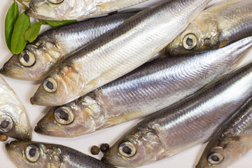 Marine fish herring on a white background.