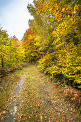 Forest in autumn, landscape. Colorful tree along nature trail in fall Poland.