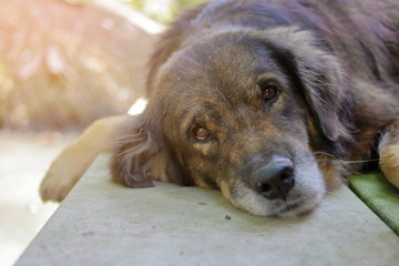 lovely lonely dog waiting for its ower, shallow depth of field, sunshine effect