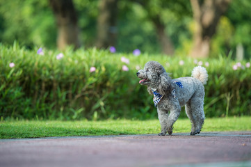 Poodles playing in the grass