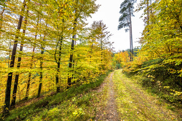 Yellow trees in autumn forest. Golden leaves in fall landscape, nature trail in Poland.