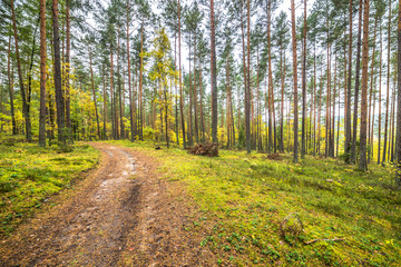 Fototapeta premium Road in the forest, autumn landscape with colorful trees, nature trail in Poland