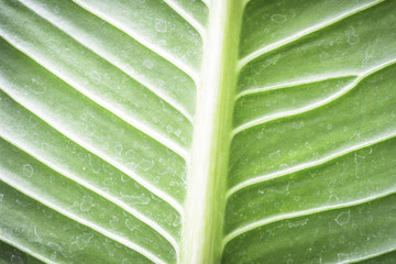 Green leaf texture with water stain for background