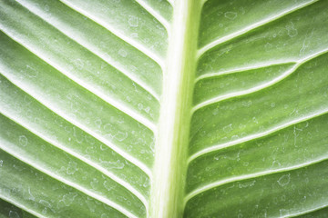 Green leaf texture with water stain for background
