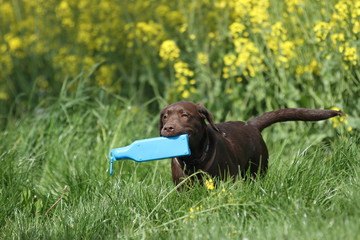 Brauner Labrador Welpe klaut Trinknapf