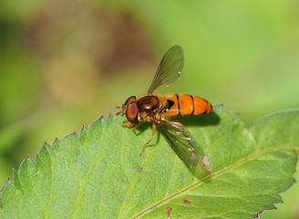 Hoverfly resting on leaf