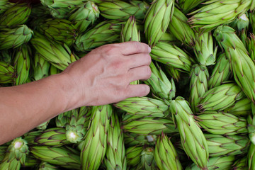 Hand and Crops. A hand reaching for the green buds of pitahaya which are edible and can be stir-fried. 