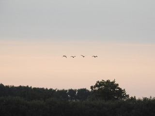 Gänse