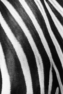 Close-up of stripes on zebra, natural texture of the skin of an African zebra, zebra background, black and white stripes.