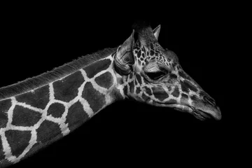 Crédence de cuisine en verre imprimé Girafe Monochromatic image of a the face of a giraffe. Skin of an African giraffe.