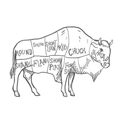 Hand Drawn Buffalo Illustration isolated on white. Vector