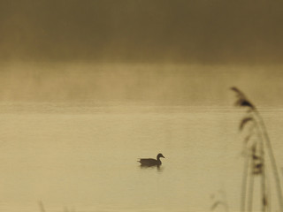 Gänse © Klaus Schulz
