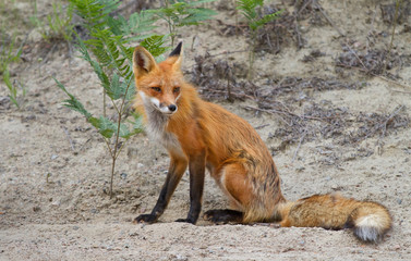 Naklejka na ściany i meble Red fox (Vulpes vulpes) vixen in Algonquin Park, Canada