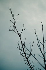 Tree branches silhouette against moody, blue-toned sky. Selective focus.