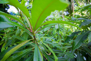 Green Leaves.