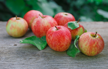Red and yellow apples harvest in fall garden
