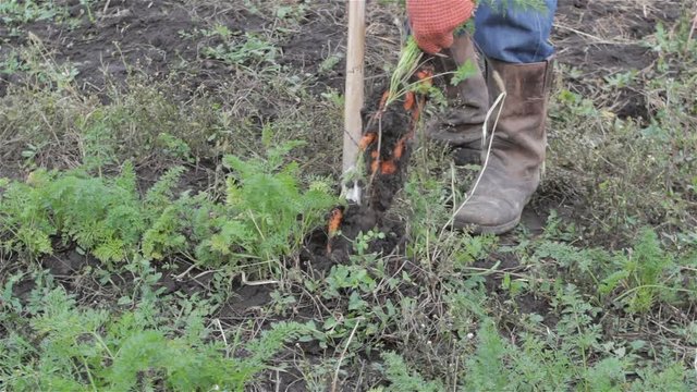 shovel to dig a carrots/farmer agriculture shovel digged carrots