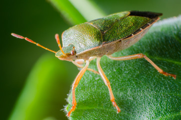 Green shield bug, Palomena prasina