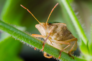 Green shield bug, Palomena prasina
