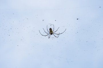 spider in the garden with blue sky