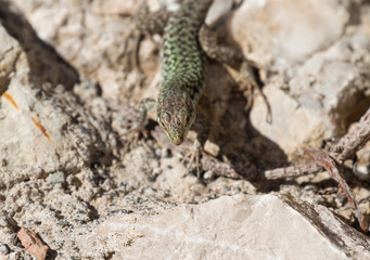 Lizard on rock