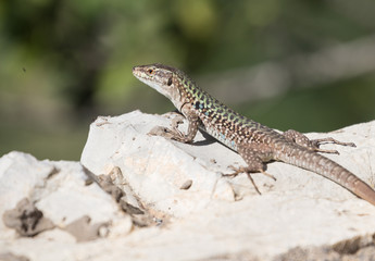 Lizard on rock