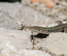Lizard on rock
