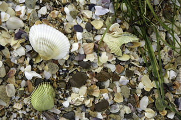 Shells texture