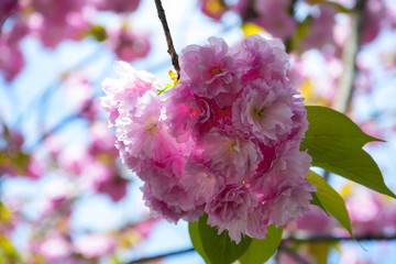 Kyoto, Japan - Soft focus Cherry Blossom or Sakura flower on nature background.