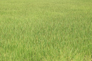 Rice field