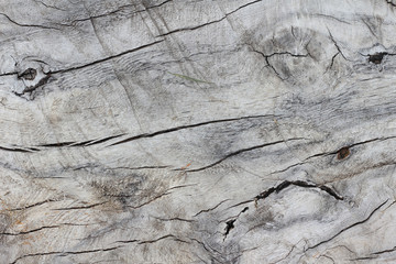 Tree stump with cracks, texture or background