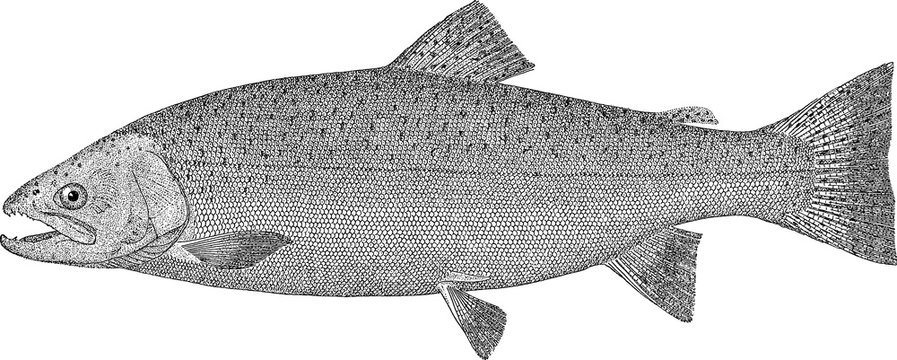 Vintage image fish salmon