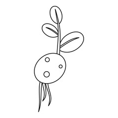 Potato seedicon. Outline illustration of potato seed vector icon for web