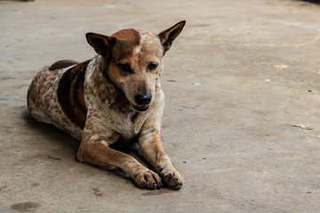 Brown dog in the streets