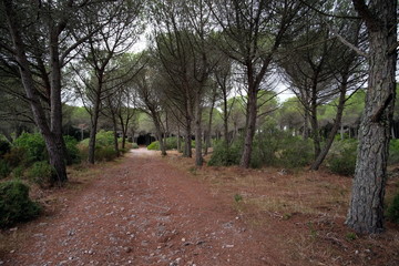 Fototapeta premium sentiero nella pineta