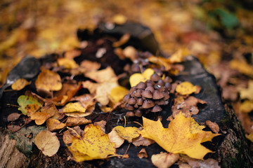 autumn forest mushrooms on a tree stump in the forest maple
