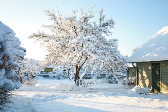 House and garden trees covered in snow on a cold, sunny winters day with clear, blue, azure skies