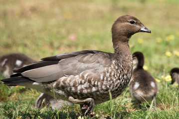 Mother duck