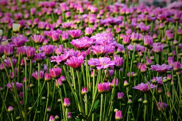 Fototapeta premium the Chrysanthemum or Dendranthemum grandifflora flowers in farm in vintage style