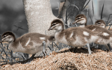 Ducklings on the run