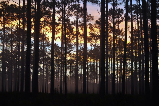 Apalachicola National Forest Foggy Day Break