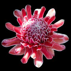 Close up Red Torch Ginger isolated black background.