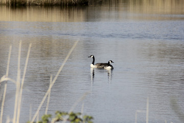 Gänse © Klaus Schulz