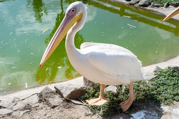 Pelicans family in the zoo.