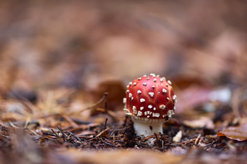 Red Amanita mushroom, poisonous organism, close up shot with for