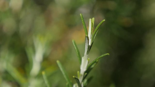 Perennial rosemary herbal plant in the garden shallow DOF 4K 2160p 30fps UltraHD footage - Tasty spicy bush green needles of Rosmarinus officinalis on wind close-up 3840X2160 UHD video 