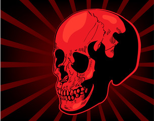 Skull vector image