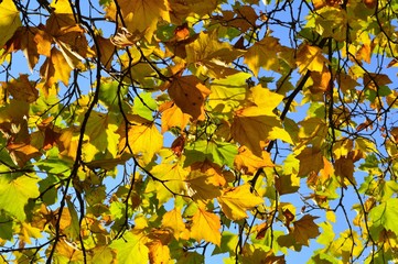 A close-up image of colourful Autumn leaves.