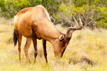 Red Hartebeest with his head down in the grass