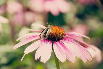 Close up white ping Zinnia and butterfly (vintage style)